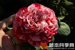 树莓条纹月季优缺点分析