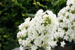雪花月季优缺点分析
