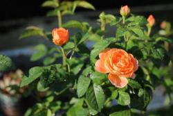 果汁阳台月季——一款非常适合在阳台种植的花卉