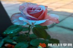 虎睛石月季优缺点分析