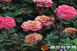 帷幕月季优缺点分析