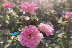 月季花都有什么颜色