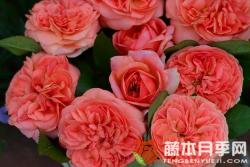 音乐厅月季优缺点分析