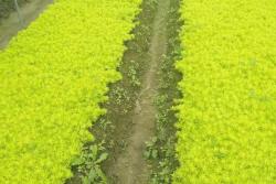 屋顶绿化用什么植物好
