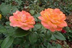五月伊芙琳月季优缺点分析