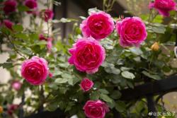 花友灰毛兔子的月季花园图赏