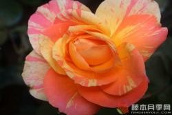 阿比莎林卡月季的优缺点分析