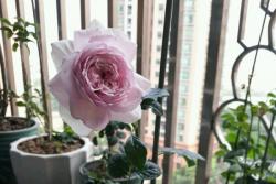 天热了，月季花越开越小怎么办？