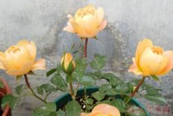 果汁阳台月季——一款非常适合在阳台种植的花卉