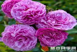 凯菲法赛特月季优缺点分析