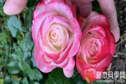 月季渡夏的管理技术(7大注意事项)