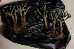 月季小白购买种植初体验(一)——买苗被骗