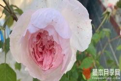 怎样给月季叶面施肥（月季叶面肥的施用方法）