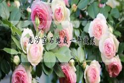 龙沙宝石地栽一年效果(龙沙宝石地栽注意事项)