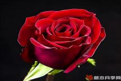 莎萨九零玫瑰月季优缺点分析