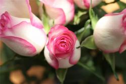 爱莎玫瑰——适合家庭种植的切花月季