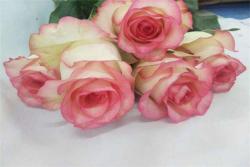 爱莎玫瑰——适合家庭种植的切花月季