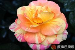阿比莎林卡月季的优缺点分析