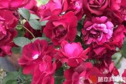 赤龙含珠月季优缺点分析
