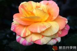 阿比莎林卡月季的优缺点分析