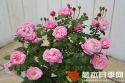 圣奥诺雷月季Saint Honore优缺点分析