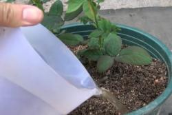 月季长新芽的时候施什么肥