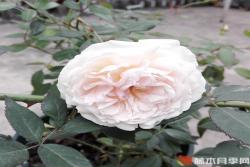 粉晕香水月季优缺点分析