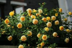 【不烧苗、开花多】教你正确使用肥料
