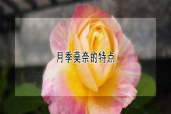 月季莫奈的优缺特点有哪些