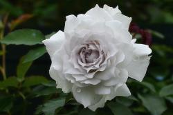 白色月季花有哪些品种(勤花好养)