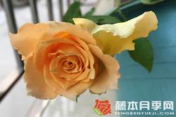 乌列/神之焰月季优缺点分析