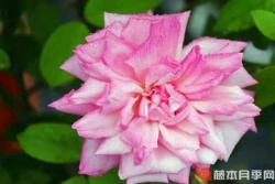 宫粉月季优缺点分析