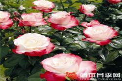 思乡/怀旧乡愁月季优缺点分析