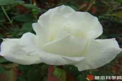 春水绿波月季优缺点分析
