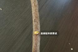 月季嫁接技术大全(多图详解)