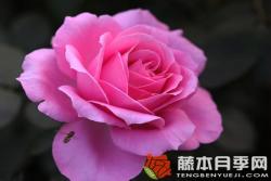 醉红颜月季优缺点分析