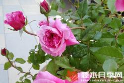 神仆天使(阿比迪)月季优缺点分析
