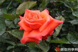月季夫人月季优缺点分析