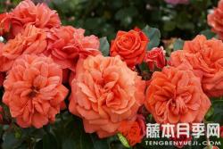 橘园月季优缺点分析