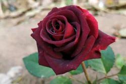 黑巴克玫瑰的养殖方法