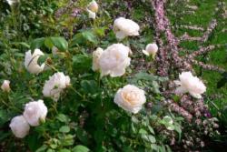 白色月季花有哪些品种(勤花好养)