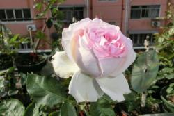 月季四度芳香的优缺点