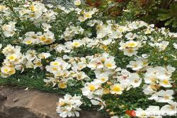 小梨花月季优缺点分析