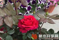 米迦勒大天使(天使长)月季优缺点分析