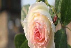 龙沙宝石月季爆花种植方法