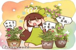 玫瑰和月季名字的由来
