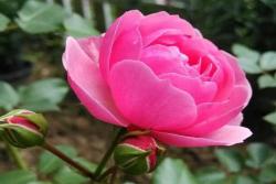 艾拉绒球月季花期是几月份(花期有多长)