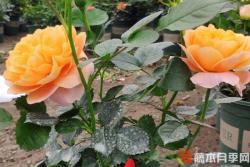 假日公主月季优缺点分析