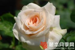 蒙特罗莎月季优缺点分析