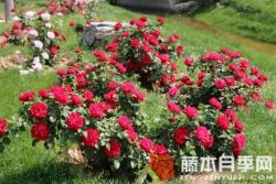 火焰山月季优缺点分析